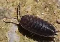 Common Rough Woodlouse - photo 5