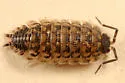 Brickwork Woodlouse
