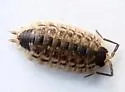 Brickwork Woodlouse - photo 2