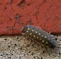 Brickwork Woodlouse - photo 3