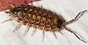 Brickwork Woodlouse - photo 5