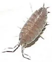 Plum Woodlouse