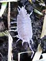 Plum Woodlouse - photo 2