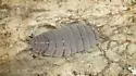 Plum Woodlouse - photo 3