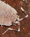 Plum Woodlouse - photo 4