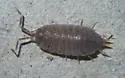 Plum Woodlouse - photo 5