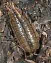 Porcellionides virgatus