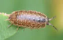 Porcellionides virgatus - photo 3