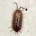 Porcellionides virgatus - photo 4