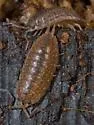 Porcellionides virgatus - photo 5