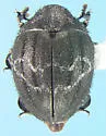 Porcinolus undatus