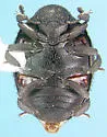Porcinolus undatus - photo 2