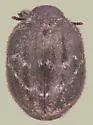 Porcinolus undatus - photo 4