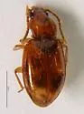 Porotachys bisulcatus - photo 2