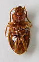 Porotachys bisulcatus - photo 3