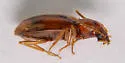 Porotachys bisulcatus - photo 4