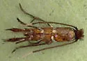Porphyrosela minuta - Hodges#0843.1 - photo 3