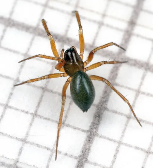 Porrhomma microphthalmum