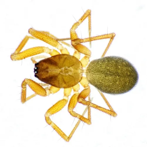 Porrhomma microphthalmum - photo 2