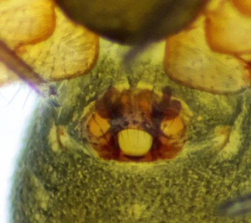 Porrhomma microphthalmum - photo 3