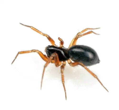 Porrhomma pygmaeum