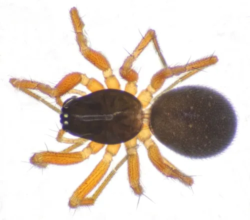 Porrhomma pygmaeum - photo 2