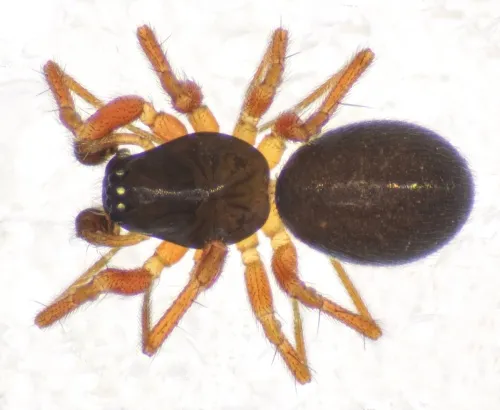 Porrhomma pygmaeum - photo 3