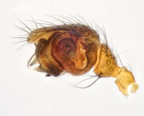 Porrhomma pygmaeum - photo 5