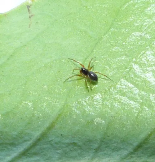 Porrhomma pygmaeum - photo 7