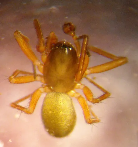 Porrhomma terrestre