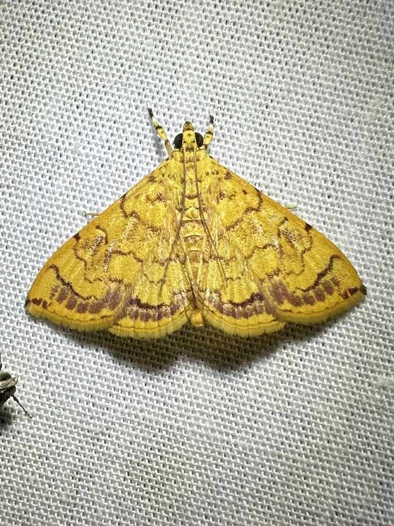 Portentomorpha xanthialis - Hodges#5078 - photo 2