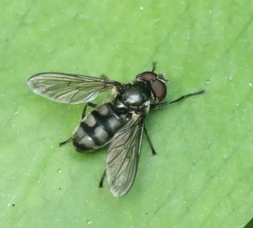 Portevinia maculata - Portevinia maculata