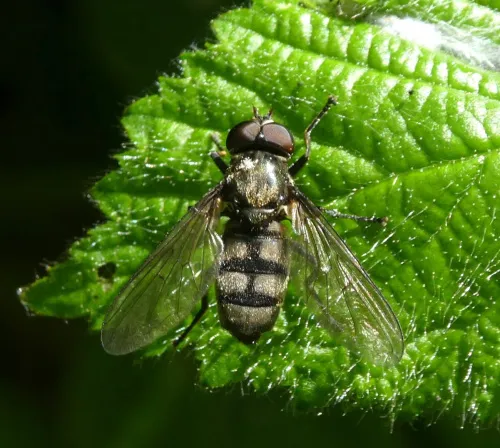 Portevinia maculata - photo 3