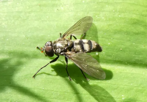 Portevinia maculata - photo 4