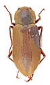 Postelichus productus