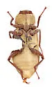 Postelichus productus - photo 2