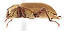 Postelichus productus - photo 3