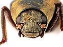 Postelichus productus - photo 4