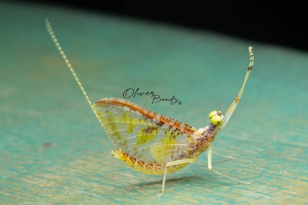 Hacklegilled Burrower Mayflies - photo 2