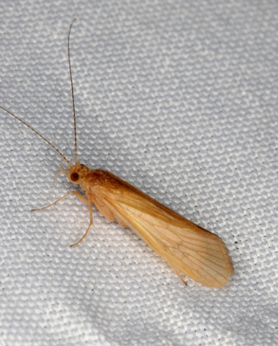 Potamyia flava - photo 2