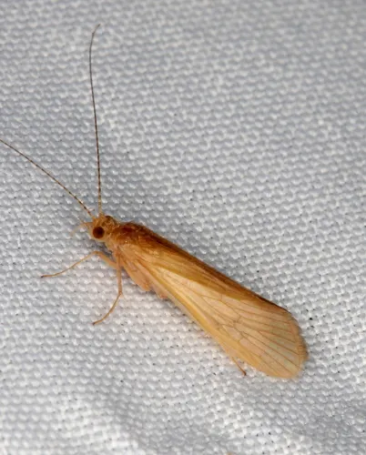 Potamyia flava - photo 3