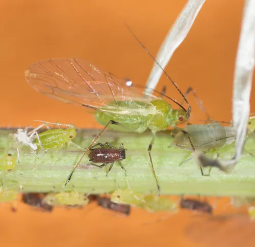 Potato Aphid