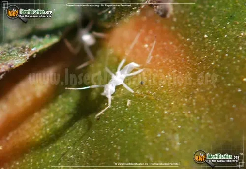 Potato Aphid - photo 2