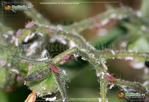 Potato Aphid - photo 4