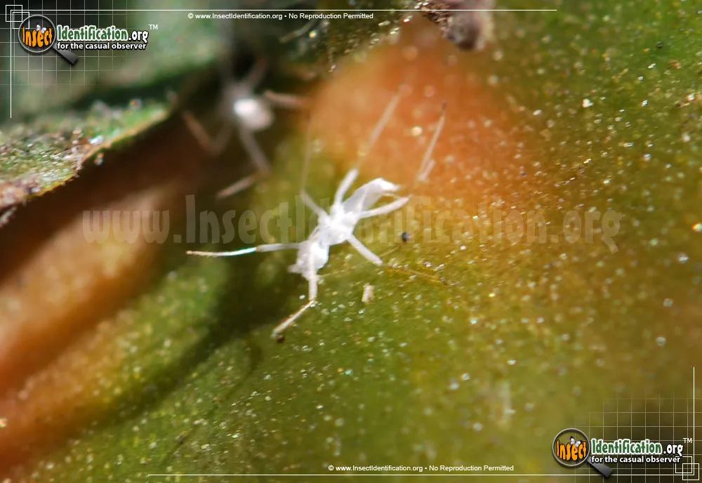 Potato Aphid - photo 5