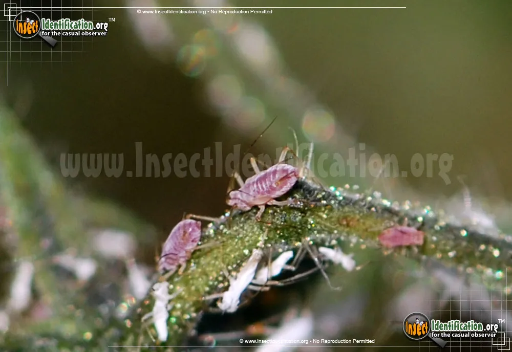 Potato Aphid - photo 6
