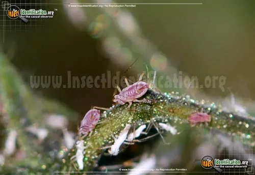 Potato Aphid - photo 7