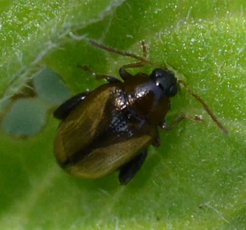 Potato Flea Beetle