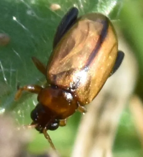 Potato Flea Beetle - photo 2
