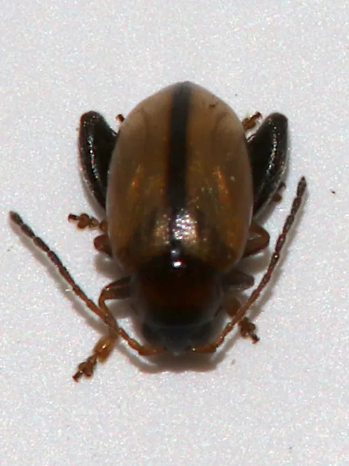 Potato Flea Beetle - photo 3